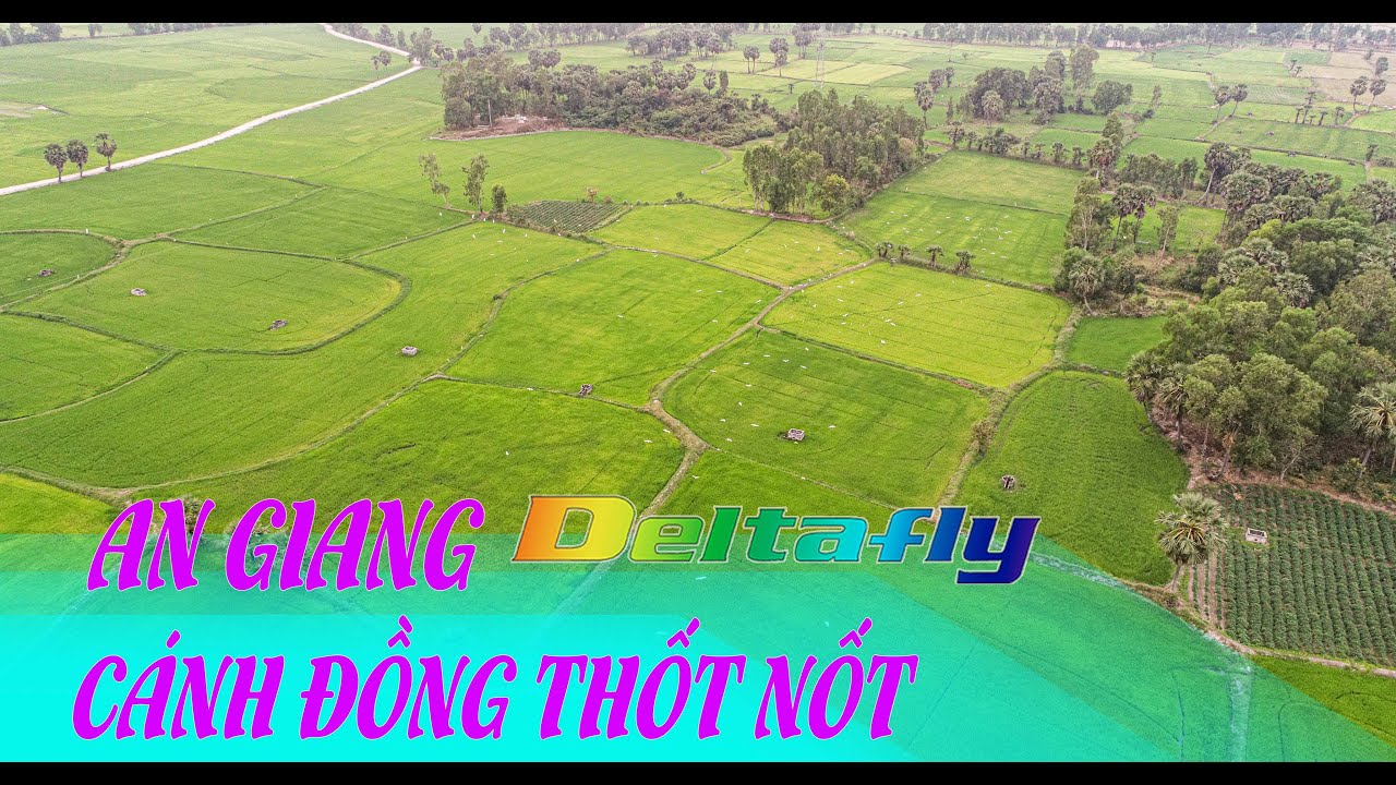 CÁNH ĐỒNG THỐT NỐT AN GIANG - 4K