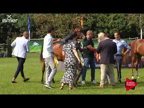 1 st place N.107 SERANZA - Ströhen 2017 Int B-Show - Junior Fillies Championship (Class P)