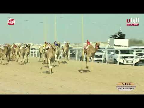  ش 16 (ملفت) علي سالم حمد الانقح 7:35:00 , مهرجان الأمير الوالد 2026/2/5 لقايا الشحانية  