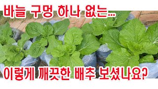 배추 재배. 바늘구멍 하나 없는.. 이렇게 깨끗한 배추 보셨나요?(가을배추 심기, 봉지에 배추 재배, 배추 …