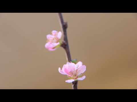 How to - Making Prunus Shohin Bonsai from Nursery Stock