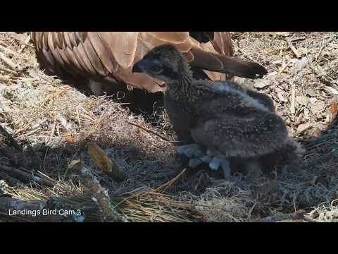 Osprey Chick Explores Nest In Savannah, Georgia – May 7, 2020