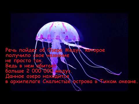 Озеро медуз убийц!!!!