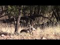 How To Enjoy Your Day Relax With This Young Mule Deer Buck Deer Muledeer Animalkingdom Relax