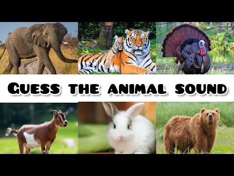 guess the animal sounds 🔊🤔|Quiiz Game with Arifa|