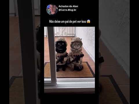 Não deixe um pai de pet ver isso #shorts #gatos