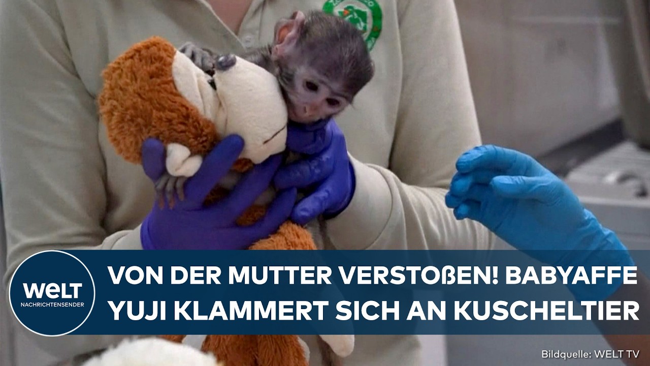 MEXIKO: Von der Mutter verstoßen – Affenbaby "Yuji" findet Halt bei Plüschfreund