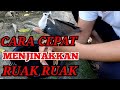 Cara Agar Ruak Hutan Cepat Jinak