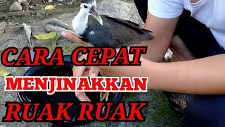 Download lagu Cara agar ruak hutan cepat jinak mp3 Download lagu Cara agar ruak hutan cepat jinak mp3
