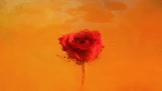 Moses Sumney - Quarrel (Edit) [Official Audio]