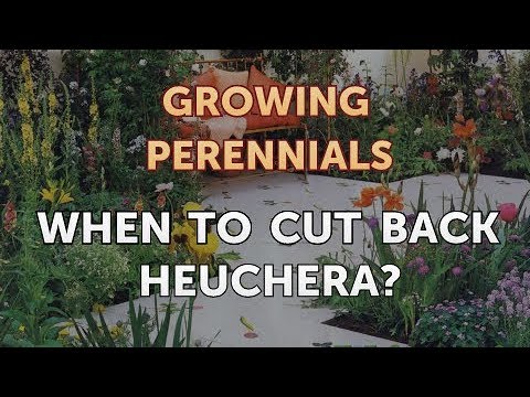 Can I Propagate a Peony From a Cutting