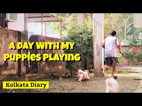 A Day With My Puppies Playing Video