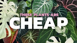 These rare plants are SO MUCH CHEAPER in 2025!