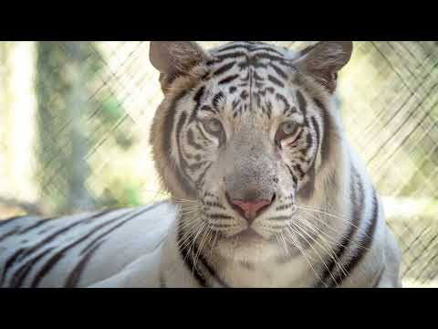 Echoes of The Wild: Predator Preserve Expansion