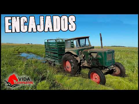 ENCAJADOS EN EL CAMPO CON TERNEROS Y NOS SALVO EL PELUQUERO
