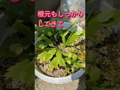 クリスマスサボテンに気根？シュルンベルジェラを適切に維持するために避けるべき間違い  庭園