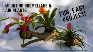 Mounting Bromeliads and Air Plants - Making a Plant Wall Display and Succulent Garden