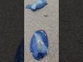 Velella Velella, By-The-Wind Sailor, Sea Raft, Purple Sail, or Little Sail
