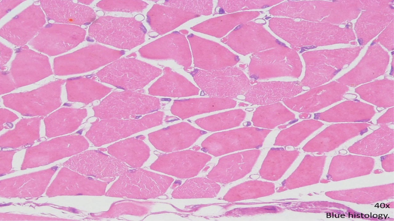 Histología del tejido Muscular CAPÍTULO 7