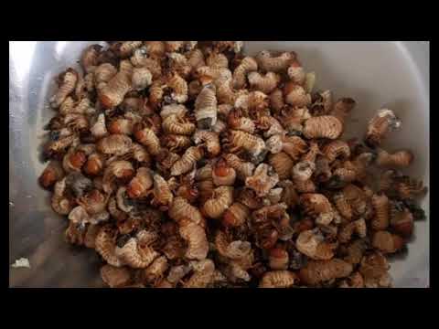 How to catch Beetle Grub aka ABALING...the larva of SALAGUBANG...
