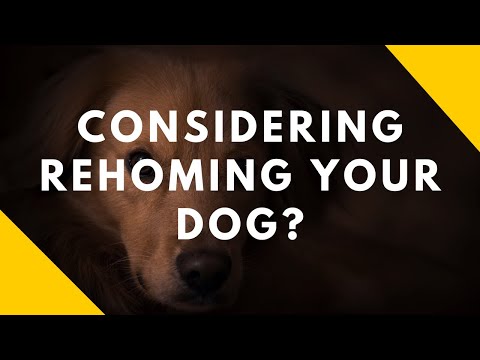 Considering Rehoming Your Dog?