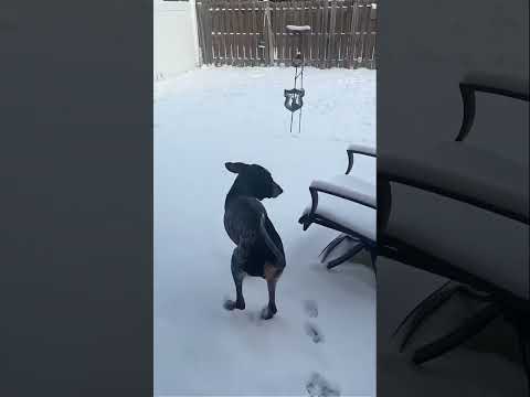 Dog vs. Snow#FunnyDogs #DogCompilation #SnowDogs #WinterFun #DogLife