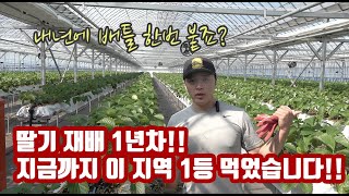 FMC 딸기 농법!!! 1년차 농사꾼이 재배하면 성공할까? 실패할까?? 강원도 삼척농가 재배 1년차에 삼척에…
