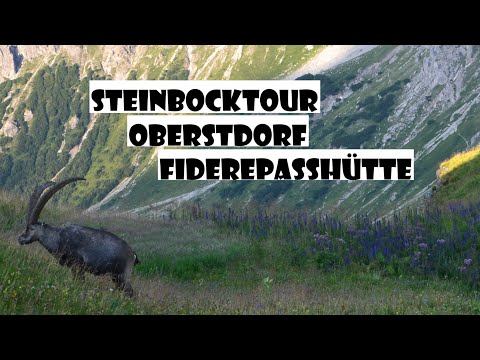 Oberstdorf to the Fiderepasshütte, Steinbocktour