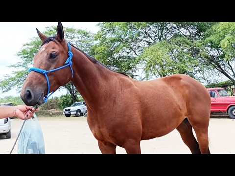 Os Cavalos no preço em ALTINHO na feira de cavalo 