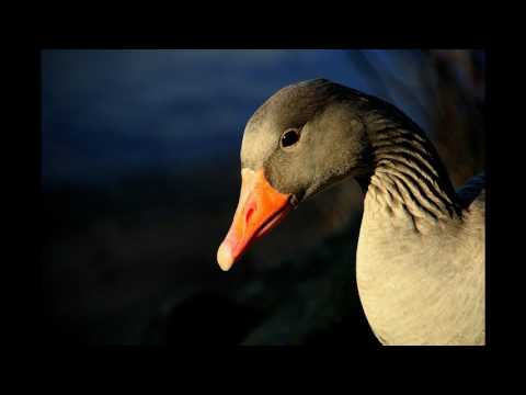 Gaby Henshaw, Fractall -  Mercedes -  Original Mix | HD Video