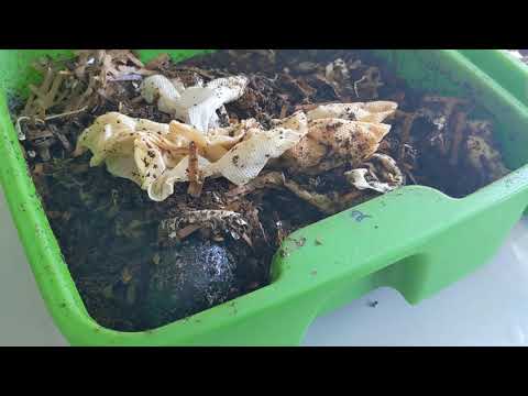 Hot Frog Living Composter Year 1 Day 82 - Mini Worm Splits - Vermicomposting
