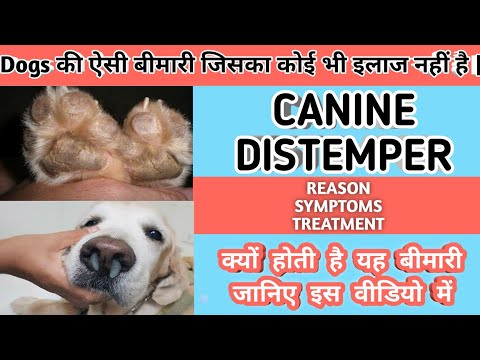 CANINE DISTEMPER DISEASE cause,  clinical signs, treatment and management!