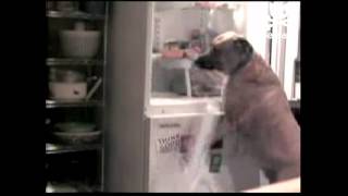 Dog raids refrigerator