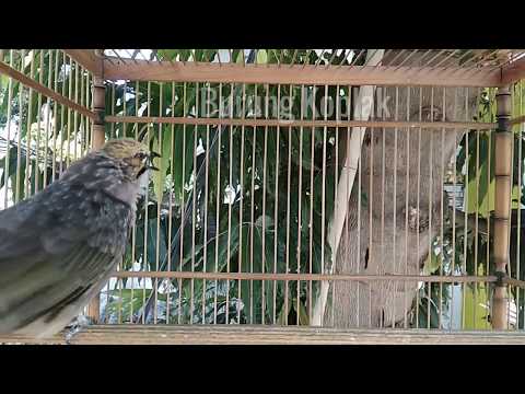 Cucak Rowo mulai Gacor Lagi - Pakai Terapi Masteran Cucak Rowo Ini Biar Cepat Gacor Lagi Anti Macet