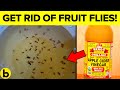8 Sure Ways To Permanently Get Rid Of Fruit Flies