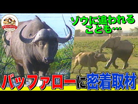 アフリカ水牛について詳しく解説