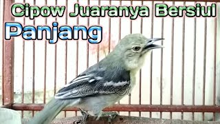 Download lagu Siulan Sirtu Ini Mampuh Bikin Burung Sirtu Lawan Langsung Nyaut mp3