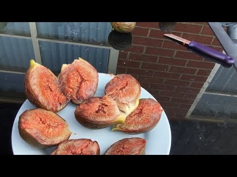 Hur man odlar fikon i Sverige del 2