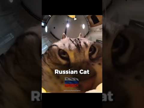 Cats Around the World 😳