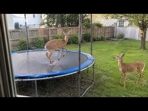 When Animals Think No One’s Watching 😂 Backyard Edition