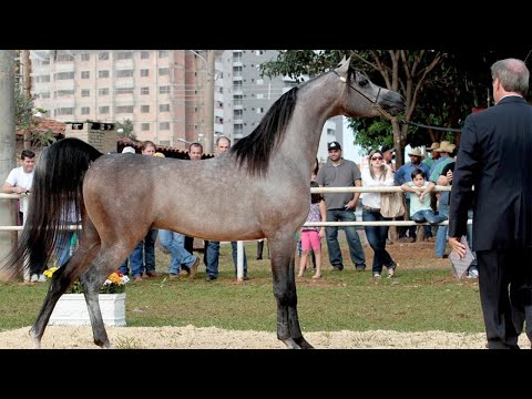 Show Arabian Horse: Characteristics, Training and Competition