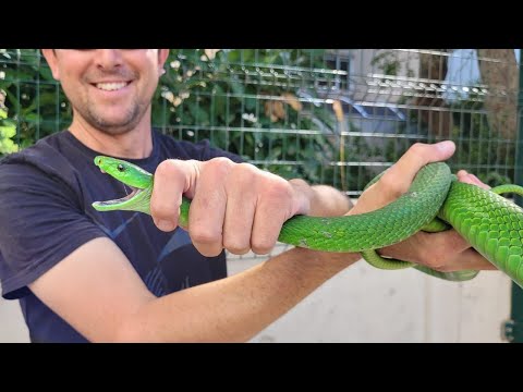 GREEN MAMBA IN BUSY BEREA!!!