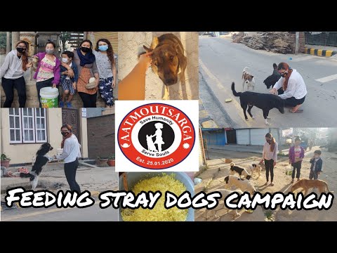 Street dogs were starving. We got emotional.feeding campaign sudeshna maharjan ft. AatmoutsargaNepal