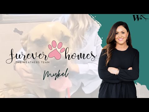 The Weathers Team 🐾 FURever Homes - Mykel