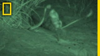 Watch a Kangaroo Rat Jump-Kick a Snake to Escape | National Geographic