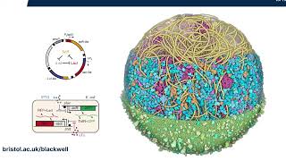 Design & control cellular processes using mathematical modelling, AI & cybergenetics - Lucia Marucci