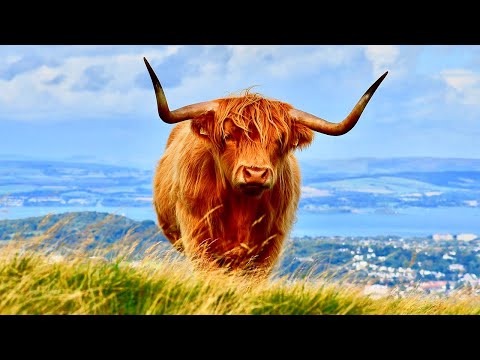 🐮 Highland Cows & Sottish Folk Music ✨ | Beautiful Relaxing Nature Video | 4K