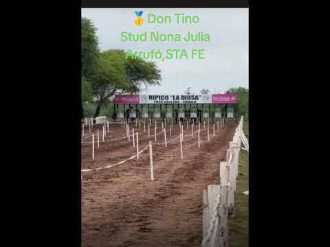 Don Tino, Stud Nona Julia, Arrufó,Sta  Fe #amorburrero #horse #pasionburrera #caballos #viral