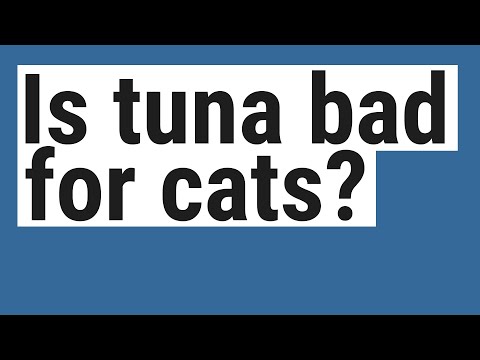Is tuna bad for cats?