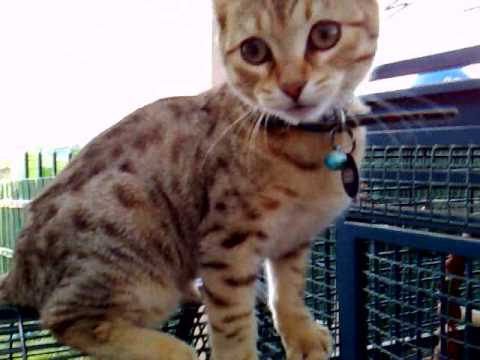cat on the cage (midnight)
